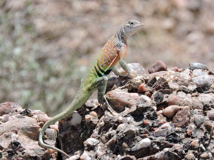 Imagem de Cophosaurus texanus Troschel 1852