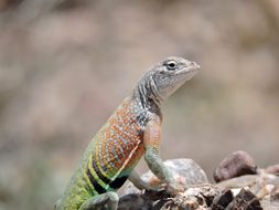 Image of Greater Earless Lizard