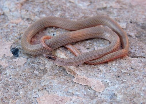 Image of Southwestern Blackhead Snake