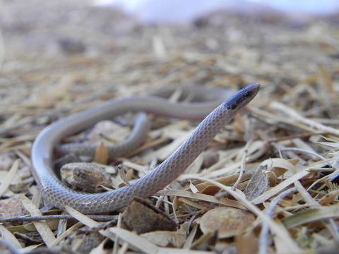 Image of Southwestern Blackhead Snake