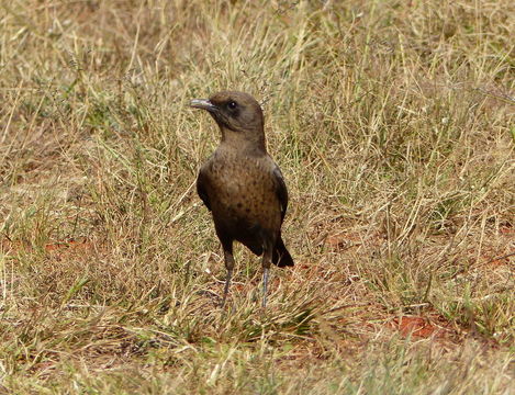 Image of Ant-eating Chat