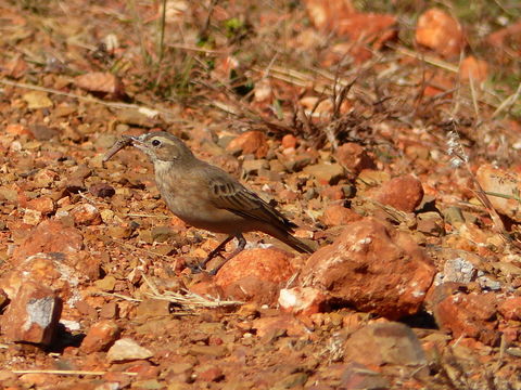 Image of Plain-backed Pipit