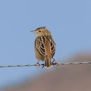 Image of Wing-snapping Cisticola
