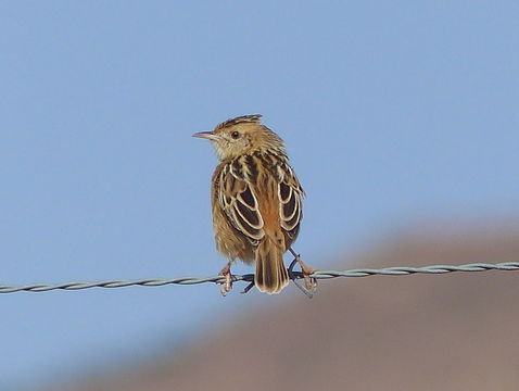 Image of Wing-snapping Cisticola