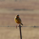 Image of Cape Longclaw