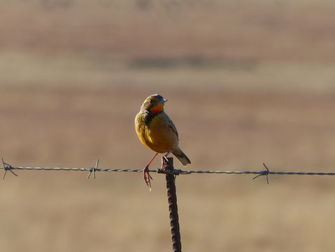 Image of Cape Longclaw