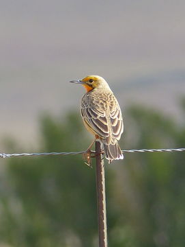 Image of Cape Longclaw