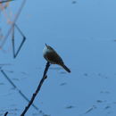 Image of Lesser Swamp Warbler