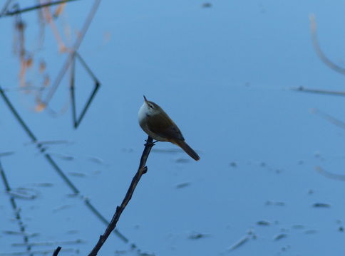 Image of Lesser Swamp Warbler