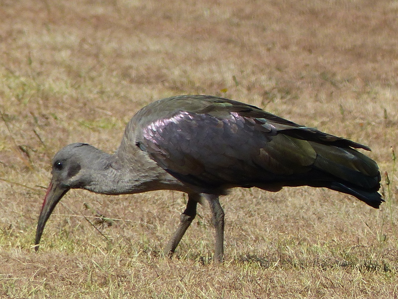 Image of Hadada Ibis