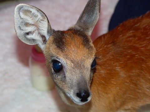 Image of Sharpe's Grysbok