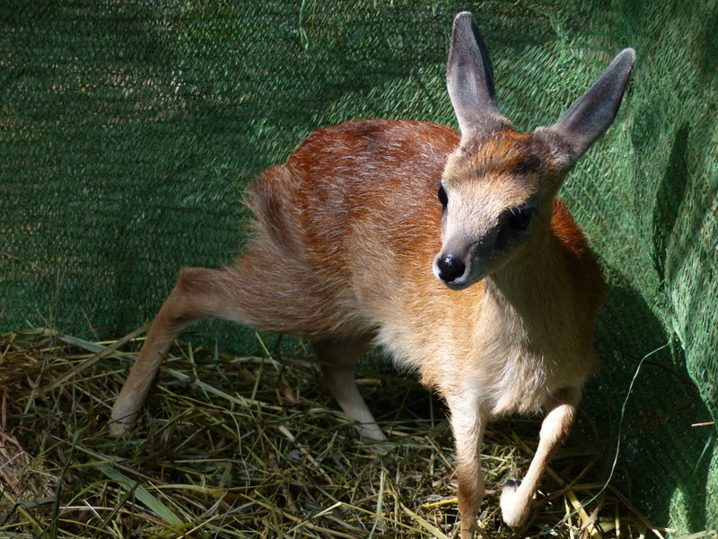 Image of Sharpe's Grysbok