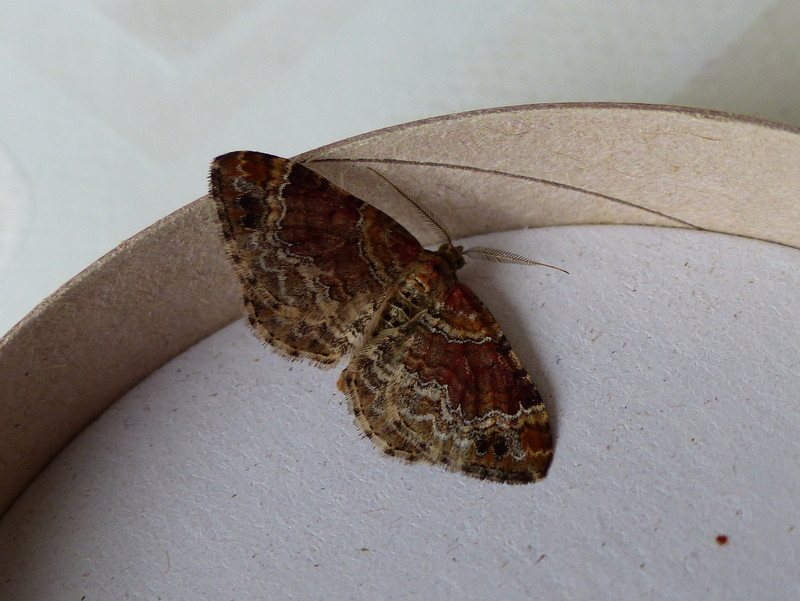 Image of dark-barred twin-spot carpet