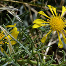 Image of Douglas' ragwort