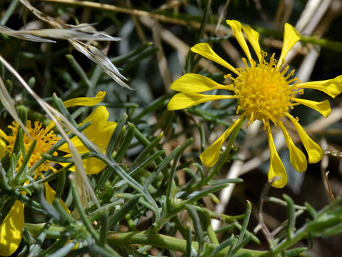 Image of Douglas' ragwort