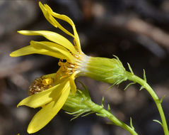 Image of Douglas' ragwort