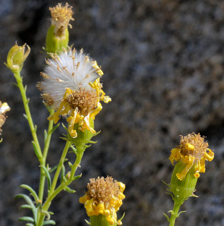 Image of Douglas' ragwort