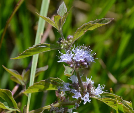 Image of Mentha canadensis L.