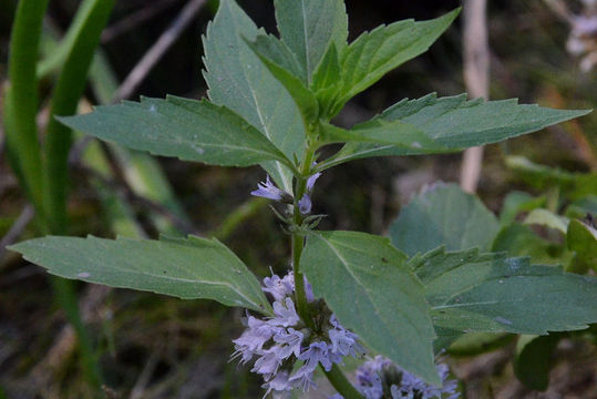 Image of Mentha canadensis L.