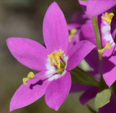 Zeltnera venusta (A. Gray) G. Mansion resmi