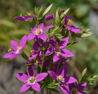 Image of charming centaury