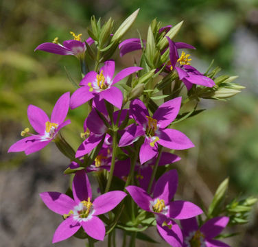 Zeltnera venusta (A. Gray) G. Mansion resmi