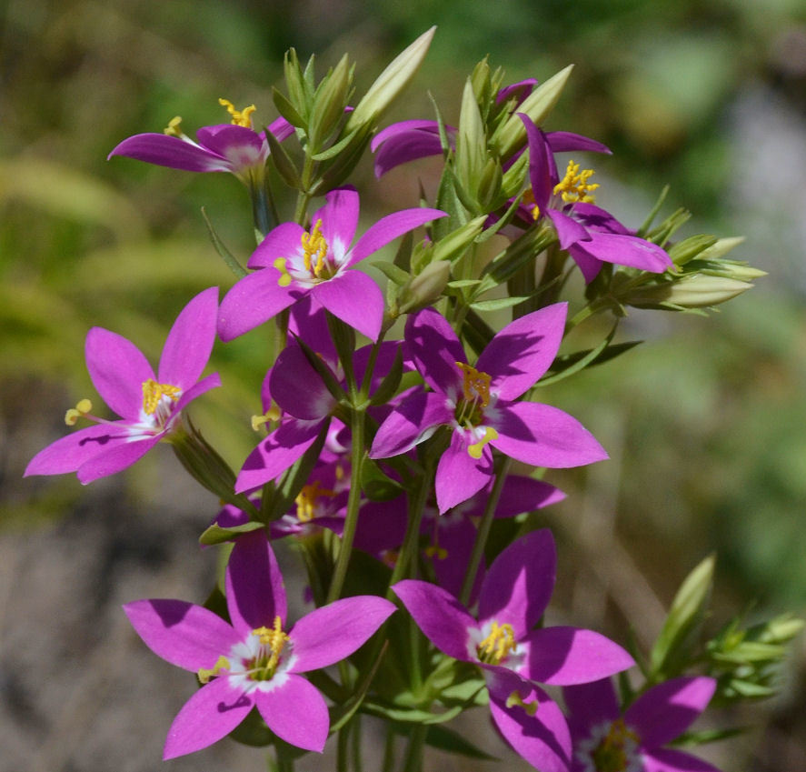 Image of charming centaury