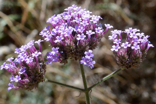 Image of purpletop vervain