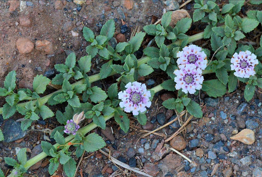 Phyla nodiflora (L.) Greene resmi