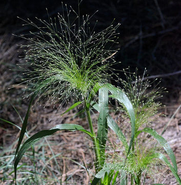 Image of witch grass