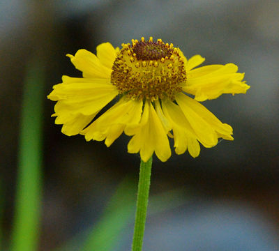 Image of Bigelow's sneezeweed