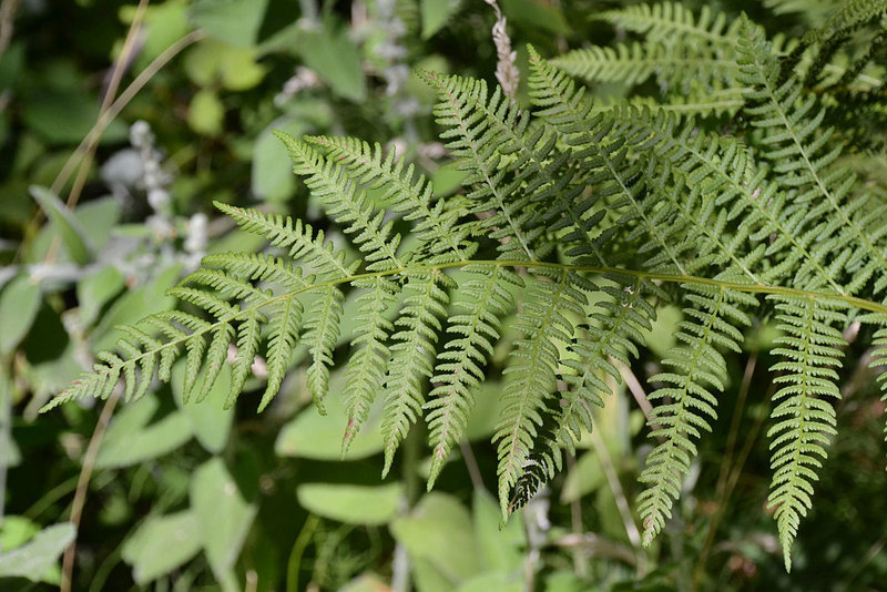 Image of <i>Athyrium filix-femina</i> var. <i>cyclosorum</i>