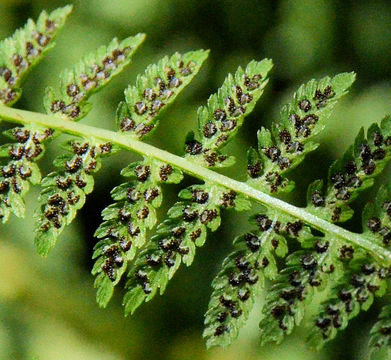 Image of <i>Athyrium filix-femina</i> var. <i>cyclosorum</i>