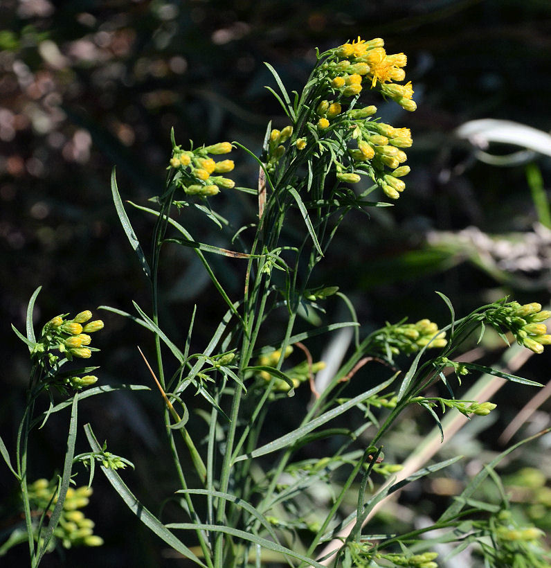 Plancia ëd Euthamia occidentalis Nutt.