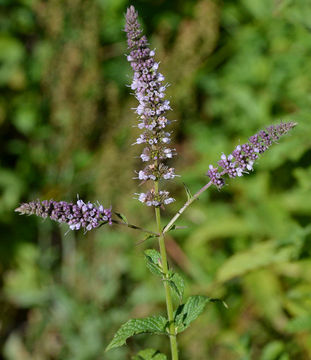 Image of Garden mint