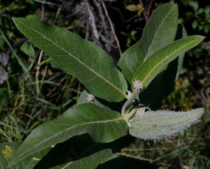 Image of showy milkweed