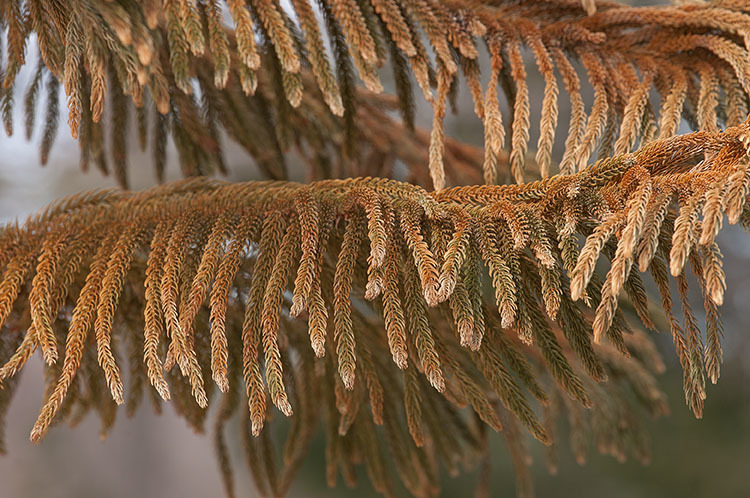 Image of Norfolk Island Araucaria