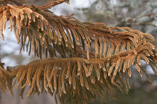 Image of Norfolk Island Araucaria