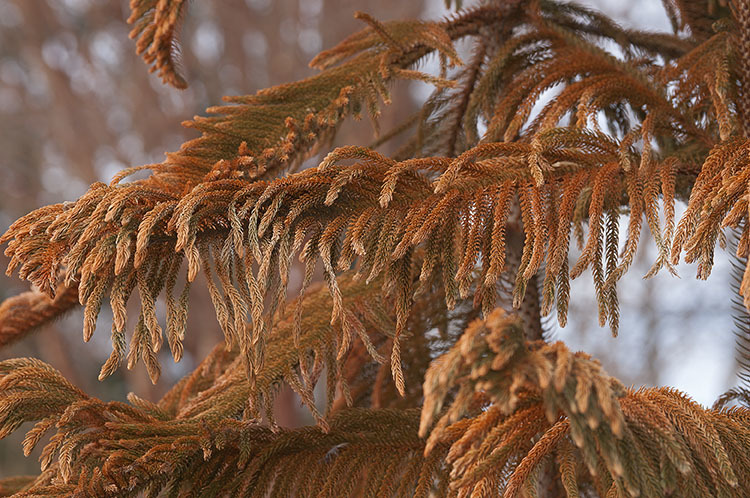 Image of Norfolk Island Araucaria