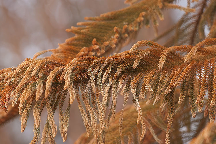 Image of Norfolk Island Araucaria