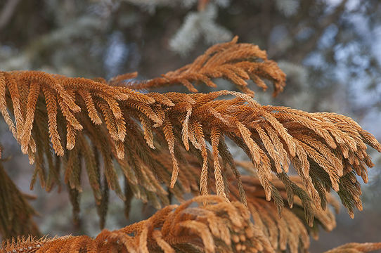 Image de Araucarie de Norfolk