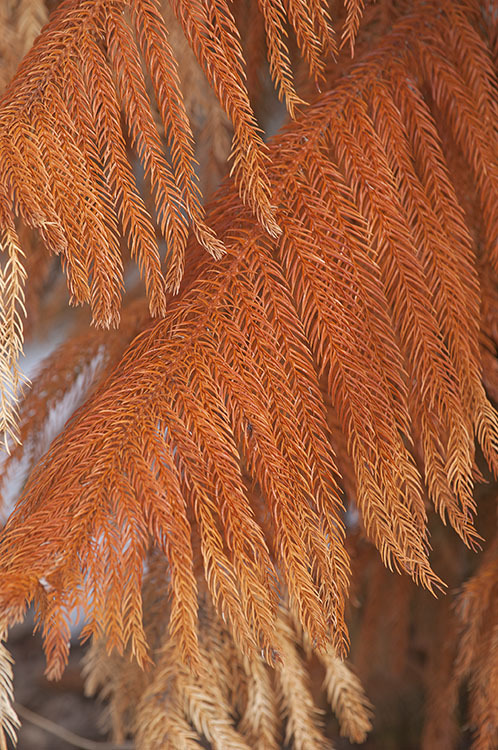 Image of Norfolk Island Araucaria