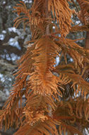 Image of Norfolk Island Araucaria