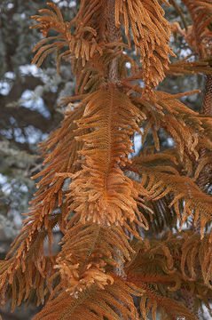 Image of Norfolk Island Araucaria