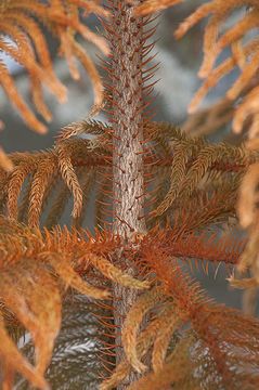 Image of Norfolk Island Araucaria