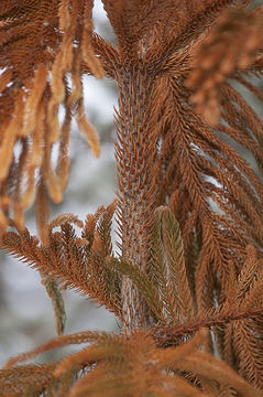 Image of Norfolk Island Araucaria