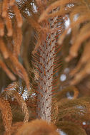 Image of Norfolk Island Araucaria