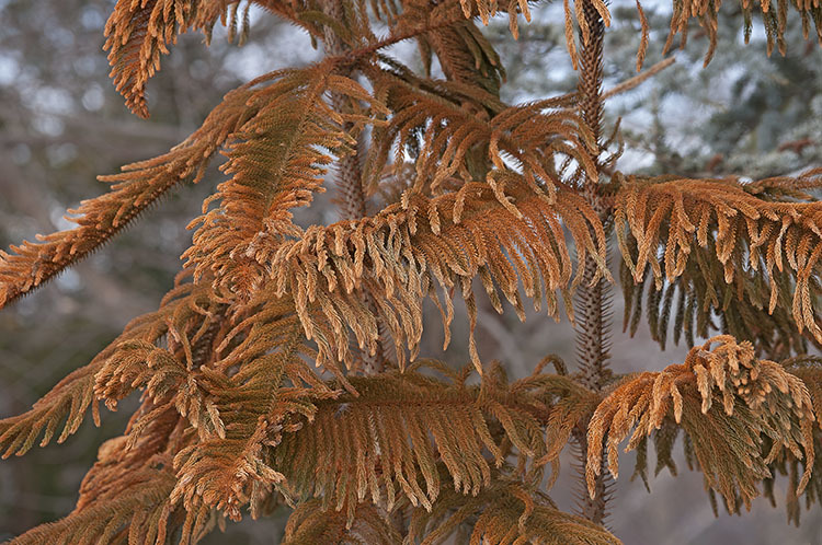 Image of Norfolk Island Araucaria