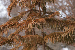 Image of Norfolk Island Araucaria