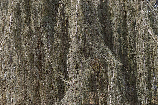 Image of Atlas Cedar